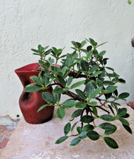 Ficus microcarpa handmade for sale  Miami