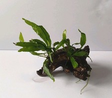 Javafarn wurzel holz gebraucht kaufen Javafarn wurzel holz gebraucht kaufen  Lich