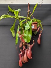 Nepenthes ventrata hanging for sale  TELFORD