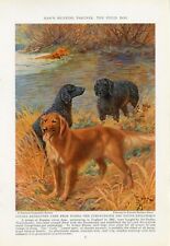 Golden curly coated for sale  COLEFORD