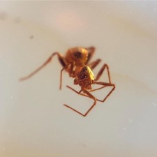Amber fossil spider for sale  GILLINGHAM