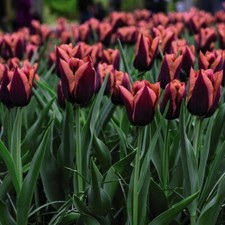 Tulip slawa garden for sale Tulip slawa garden for sale  IPSWICH