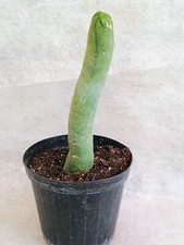 Bridgesii melted wax usato  Spilamberto