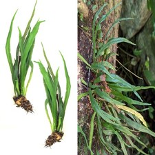 Rare bare plants for sale  Homestead