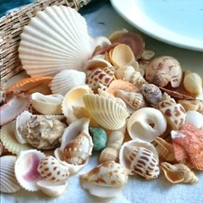 Mixed sea shells for sale  AXBRIDGE