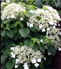 Climbing hydrangea petiolaris for sale  DURHAM