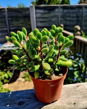 Crassula rogersii velvet for sale  CLACTON-ON-SEA