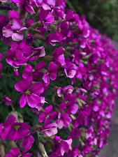150 rock cress for sale  Saint Augustine