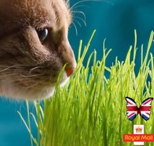Cat grass 1000 for sale  CHIGWELL