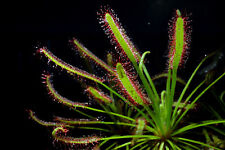 Semi drosera capensis usato  Trappeto