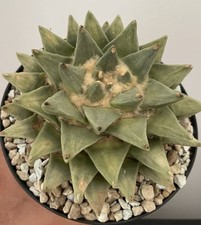 Parfait ariocarpus retusus d'occasion  Aire-sur-l'Adour