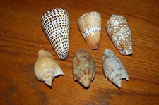 Sea shell collection for sale  Conway