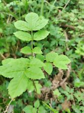 Ash tree saplings for sale  SALISBURY