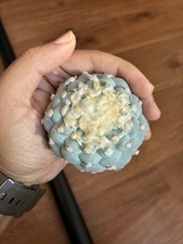 Beautiful rare cactus for sale  Sherman Oaks