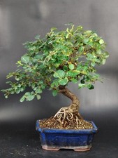 Bonsai cotoneaster neagari usato  Cison di Valmarino