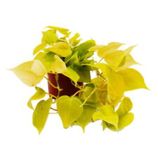 Philodendron scandens lime gebraucht kaufen  Zweibrücken
