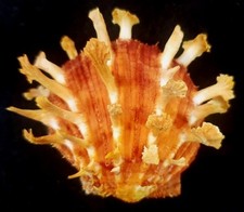 Spondylus foliaceus seashell for sale  Raleigh