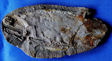 Beau pteronisculus poisson d'occasion  La Roche-sur-Yon