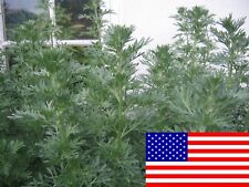 500 artemisia absinthium for sale  Mesa