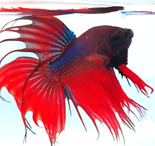 Scarlet demon crowntail for sale  Mesick