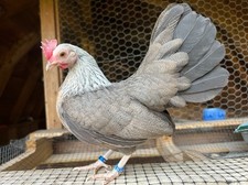 Silver duckwing old for sale  Fort Plain