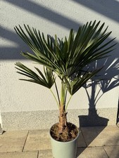 Trachycarpus fortunei hanfpalm gebraucht kaufen  Hauzenberg