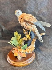 Country artists kestrel for sale  LEICESTER