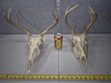 Pair wild whitetail for sale  Valley City