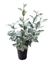 Winterharte ölweide elaeagnus gebraucht kaufen  Menslage