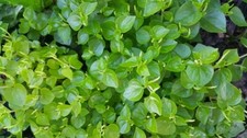 2000 seed peperomia for sale  Pflugerville