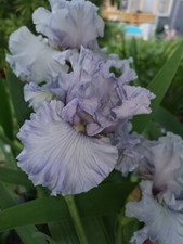 Iris luxuriant hohe gebraucht kaufen  Neustadt a.d.Waldnaab