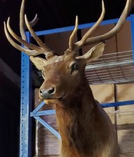 Taxidermy elk mount for sale  Westminster