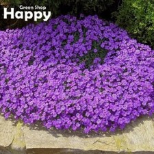 Rock cress hendersonii for sale  DONCASTER