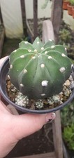 Echinopsis multiplex cactus for sale  SUTTON-IN-ASHFIELD