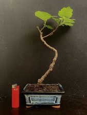 Bonsai figuier goutte d'occasion  Nogent-sur-Marne