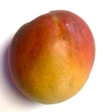 Mangifera indica maya usato  Napoli