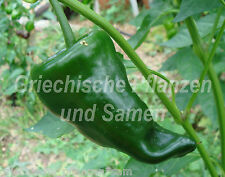 Ancho chili grösste gebraucht kaufen  Pliezhausen