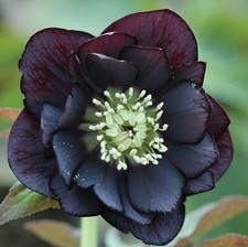 Lenten rose plant for sale  LONDON