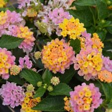 Lantana calippo plug for sale  LONDON