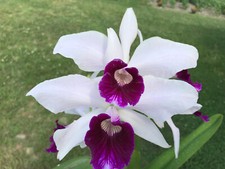 Purpurata bolonga hcc for sale  Egg Harbor Township