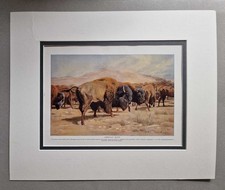 HARMSWORTH Americna Bison (1910 Colour Lithograph Bookplate Print), używany na sprzedaż  Wysyłka do Poland