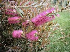 Callistemon rose opal for sale  UCKFIELD