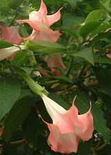 Brugmansia insignis d'occasion  Villemandeur