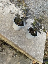 Sambucus nigra black for sale  NEWRY