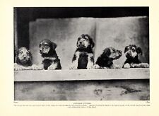 1930s vintage airedale for sale  Harborton