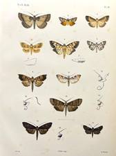 Moth print 1800s for sale  Sturgis