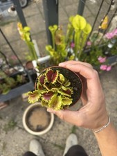 Multiplerare venus fly for sale  UK