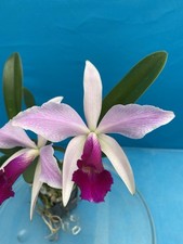 Cattleya canaima 1st for sale  San Francisco