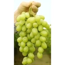 T212a sugar sweet for sale  Bakersfield