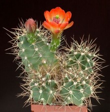100 echinocereus roemeri usato  Napoli
